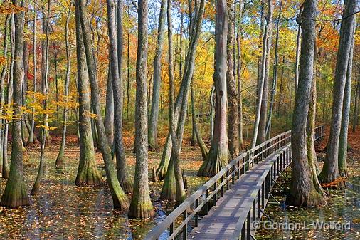 Cypress Swamp In Autumn_25093.jpg - Photographed along the Natchez Trace Parkway near Canton, Mississippi, USA.